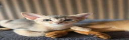 Abyssinian cats for sale: Beautiful Abyssinian Kitten  - Advert 18
