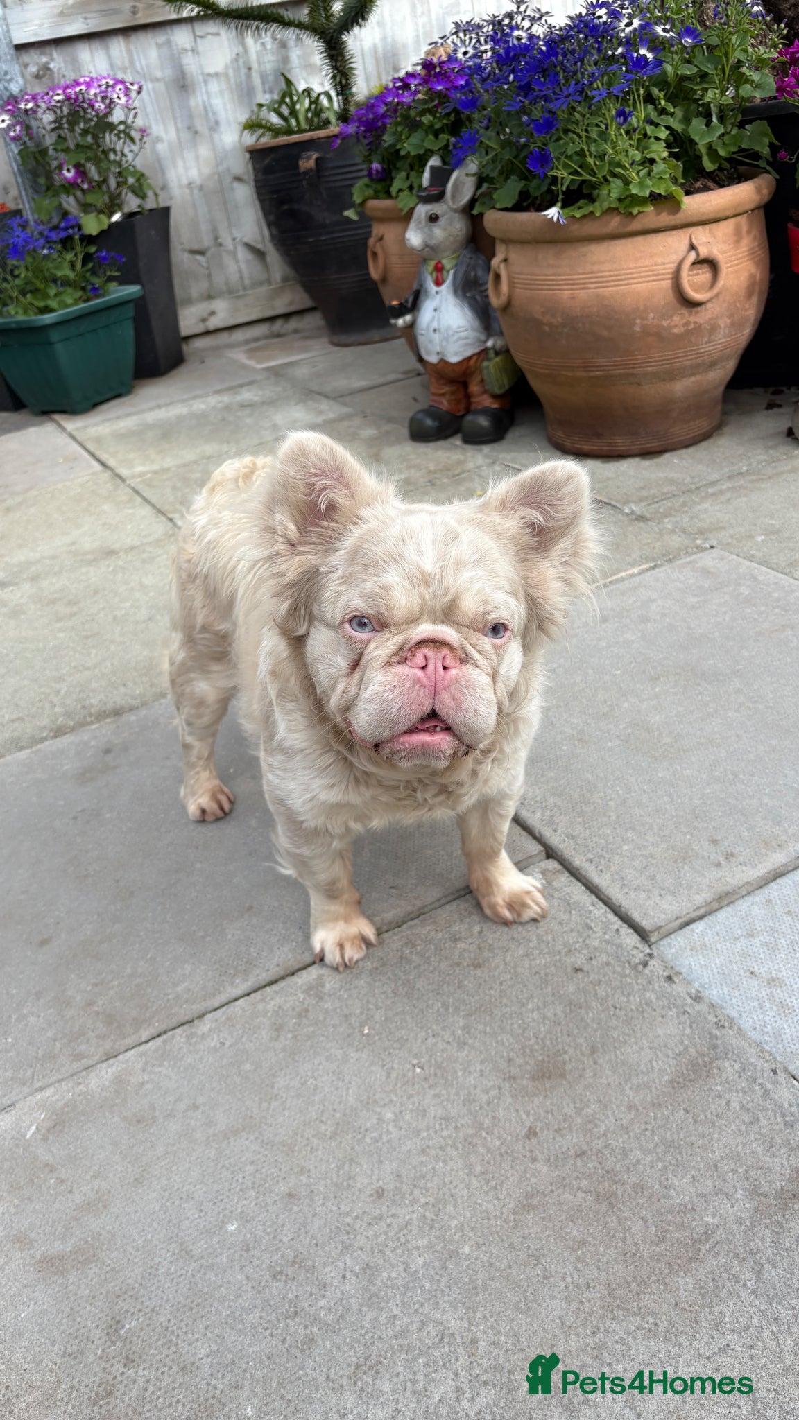 French Bulldog dogs 🩷 PINK FLUFFY STUD🩷 - Advert 5