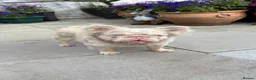 French Bulldog dogs for stud: 🩷 PINK FLUFFY STUD🩷 - Advert 3