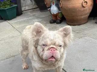 French Bulldog dogs 🩷 PINK FLUFFY STUD🩷 - Advert 5