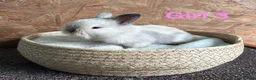 Mini Lion Lop rabbits for sale: Mini lion lops available to reserve - Advert 3