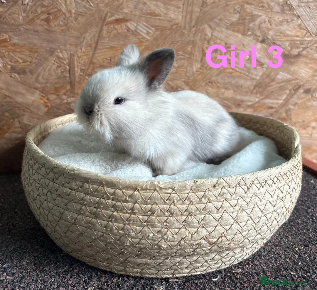 Mini Lion Lop rabbits for sale: Mini lion lops available to reserve - Advert 3