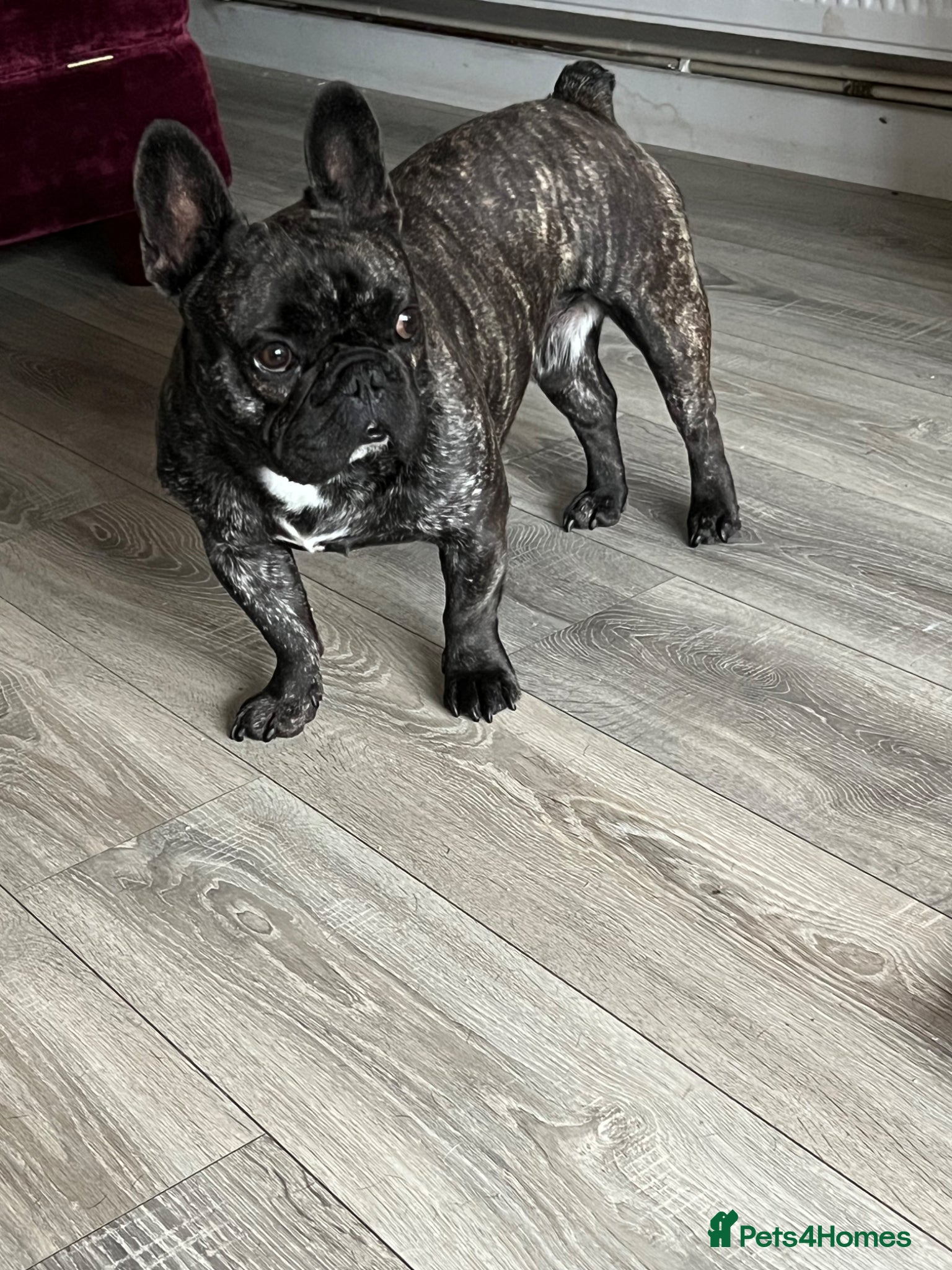 French Bulldog dogs 2 year old French bulldog called Walter - Advert 1
