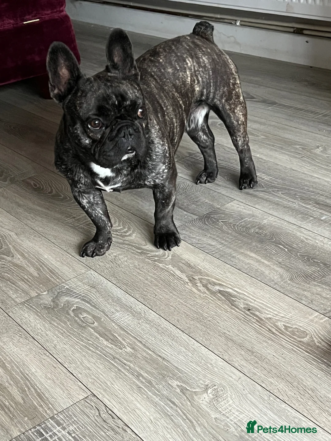 French Bulldog dogs for sale: 2 year old French bulldog called Walter - Advert 1