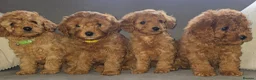 Cavapoo dogs for sale: F1b Cavapoo puppies!  - Advert 6