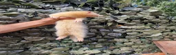 Ferret rodents for sale: Last 2 Longer haired Jills in Bracknell - Advert 5