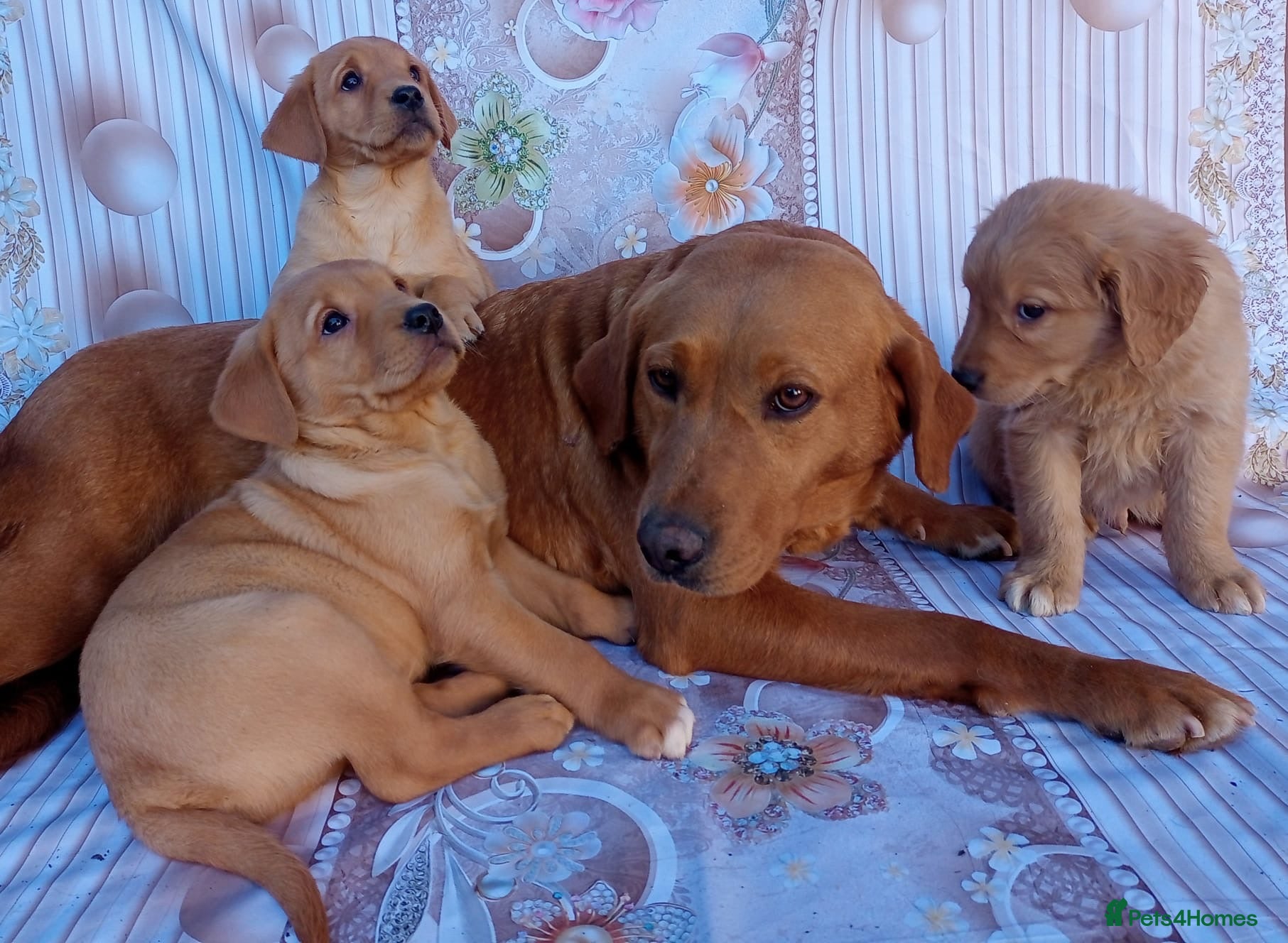 Goldador dogs 🐾Gorgeous Puppies Available Now🐾 - Advert 17