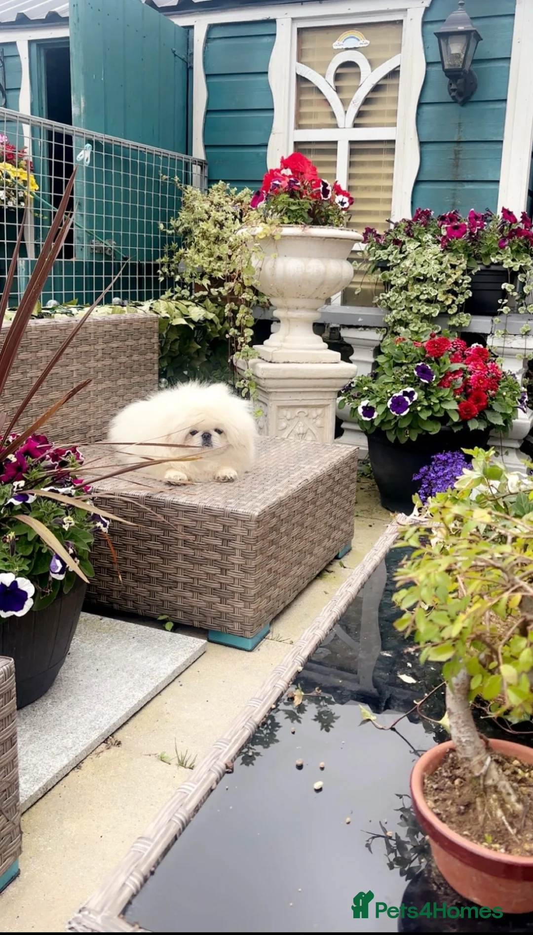 Pekingese dogs for sale: Stunning high quality Pekingese puppies  - Advert 1