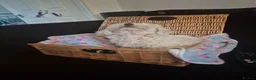 Maltipoo dogs for sale: Beautiful Toy Maltipoo Puppy DNA tested clear - Advert 3