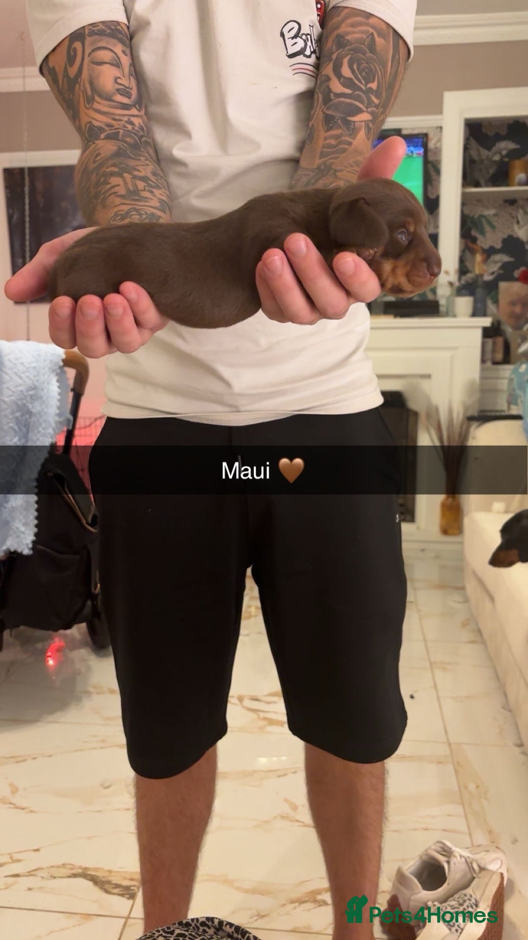 Miniature Dachshund dogs for sale: FOR SALE *Miniature dachshund puppies*  - Image 19