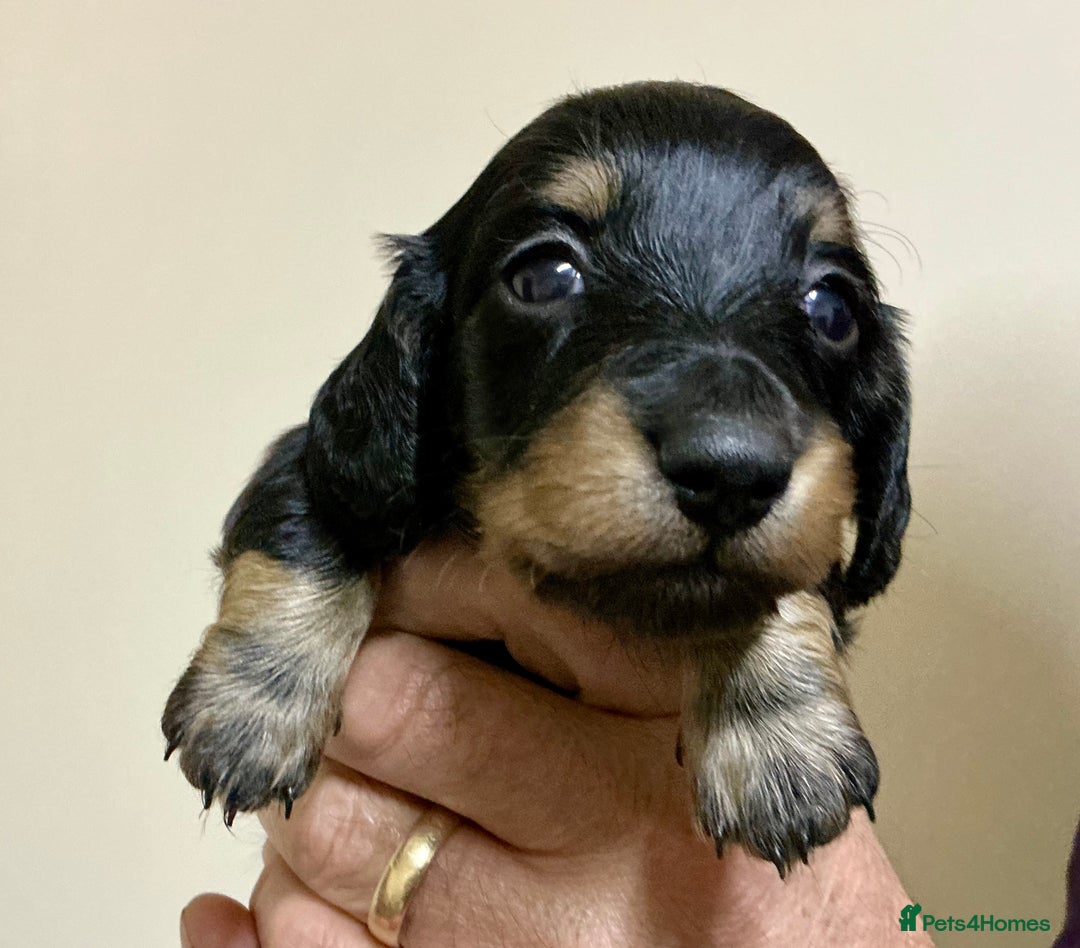 Miniature Dachshund dogs for sale: KC reg mini longhaired dachshund pups - Advert 6