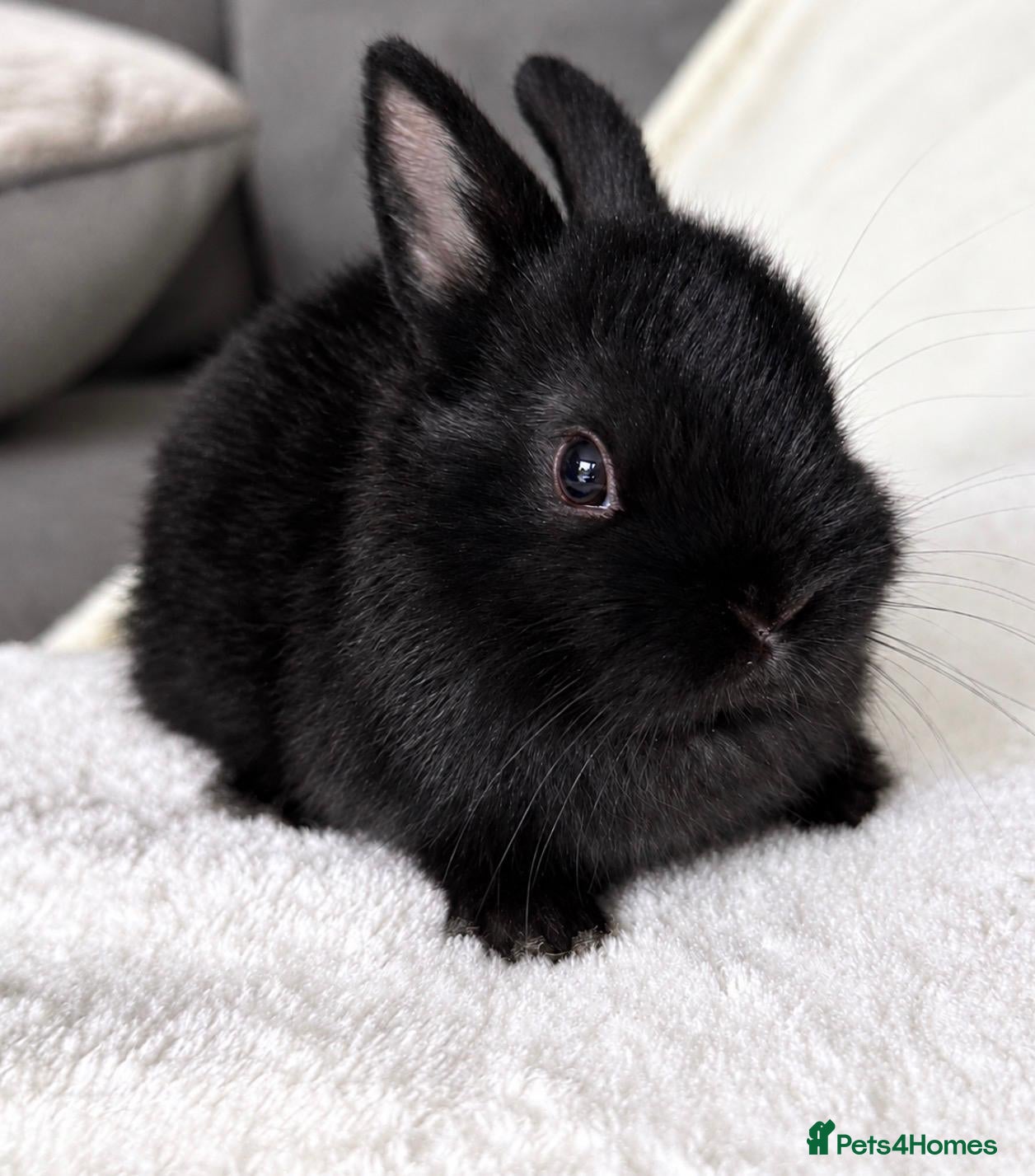 Netherland Dwarf rabbits Show Lines Well Handled TRUE Netherland Dwarfs - Advert 12