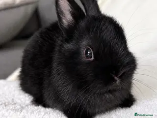Netherland Dwarf rabbits Show Lines Well Handled TRUE Netherland Dwarfs - Advert 1