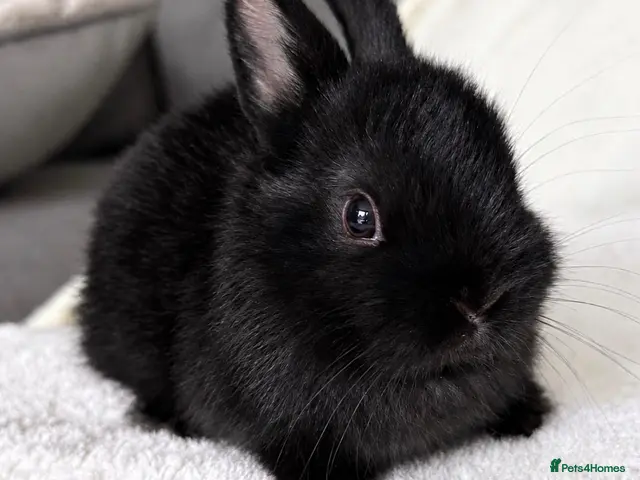Netherland Dwarf rabbits Show Lines Well Handled TRUE Dwarf Girl - Advert 4