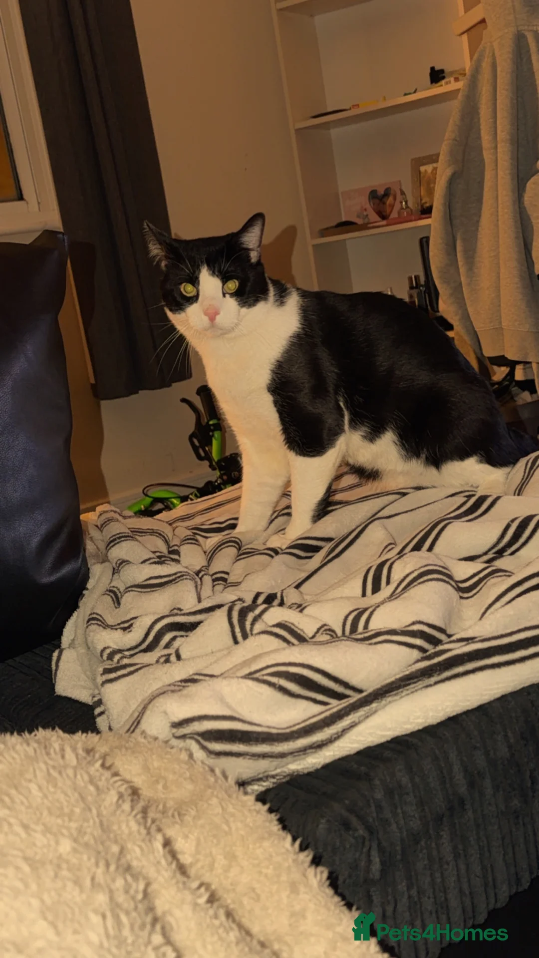 Mixed Breed cats for sale: two cats for sale  in Bury Saint Edmunds - Advert 3