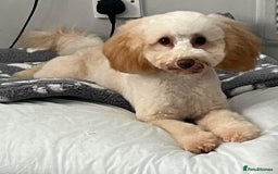 Toy Poodle dogs for sale: Toy Poodle  - Image 4