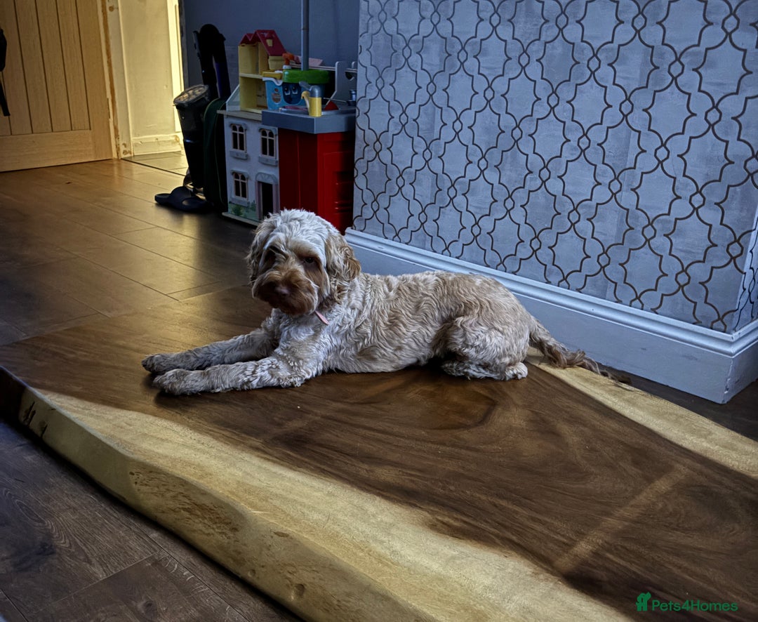 Cockapoo dogs for sale: Two Loving Cockapoo Girls Looking for Forever Home - Advert 2