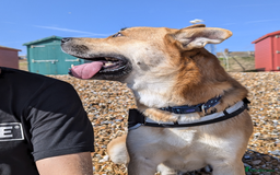 Mixed Breed dogs for sale: Odin. Sweet and beautiful crossbreed boy - Image 13