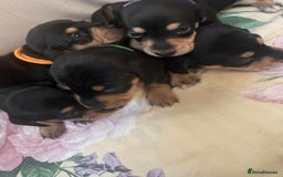 Miniature Dachshund dogs for sale: Miniature dachshund smooth haired  - Image 3
