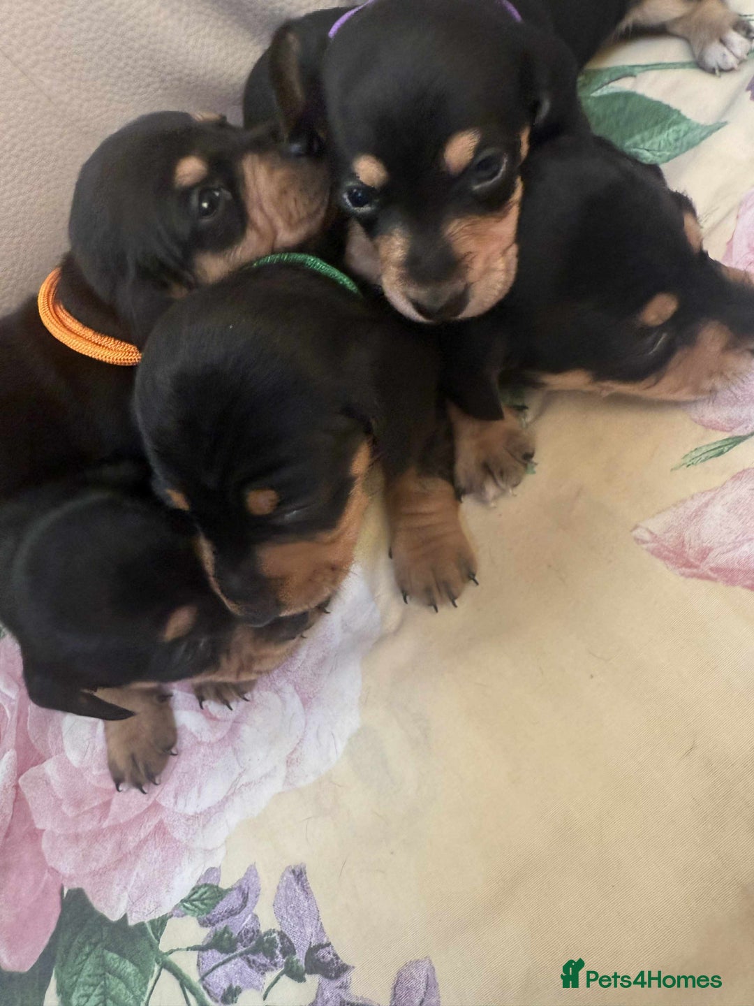 Miniature Dachshund dogs for sale: Miniature dachshund smooth haired  - Image 3