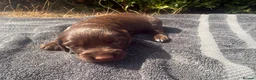 Cocker Spaniel dogs for sale: Beautiful Working Cocker Spaniel puppies  in Braintree - Advert 10