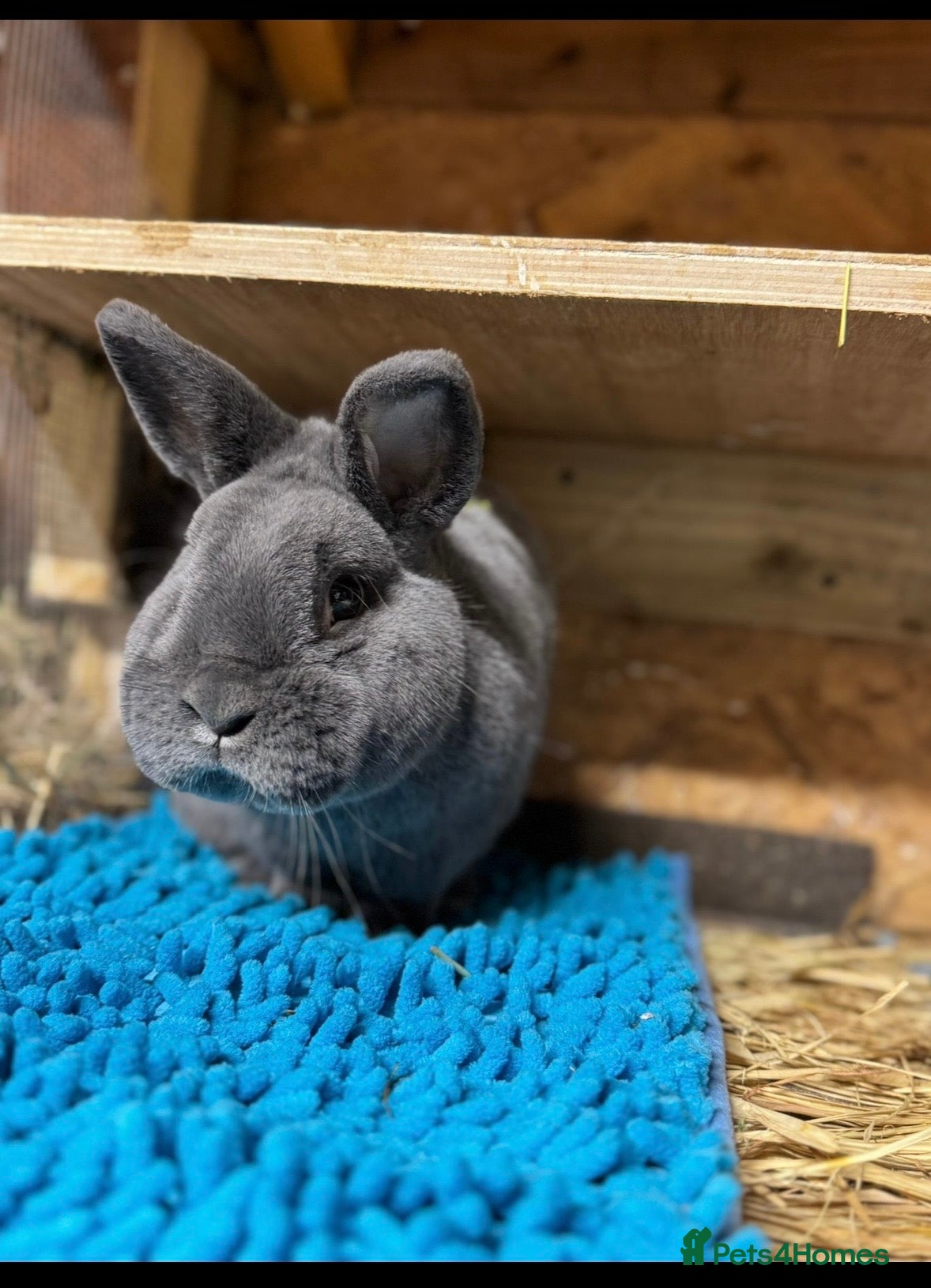 Mini Lop rabbits Purebred Violet-blue velvet Holicier - Advert 6