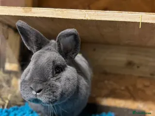 Mini Lop rabbits Purebred Violet-blue velvet Holicier - Advert 6