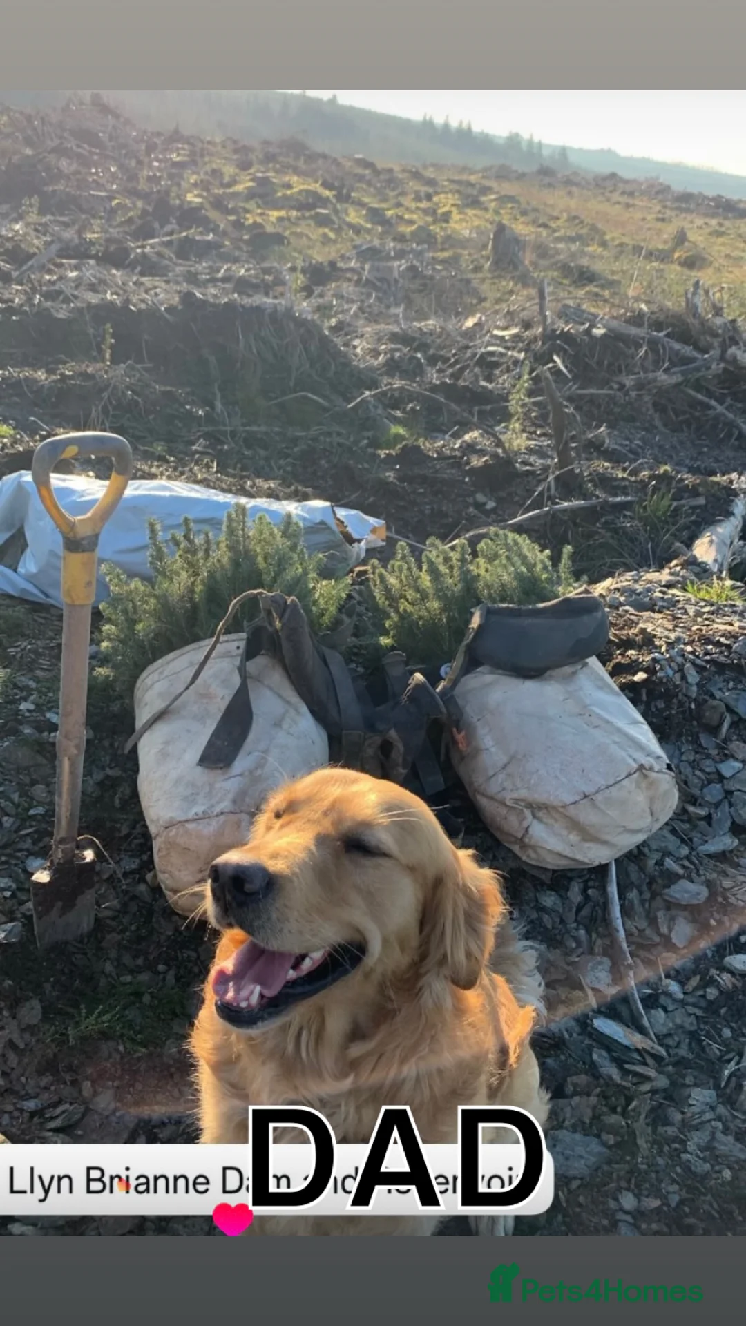 Golden Retriever dogs for sale: Golden Retriever Puppies Ready 13 April in Llandysul - Advert 28