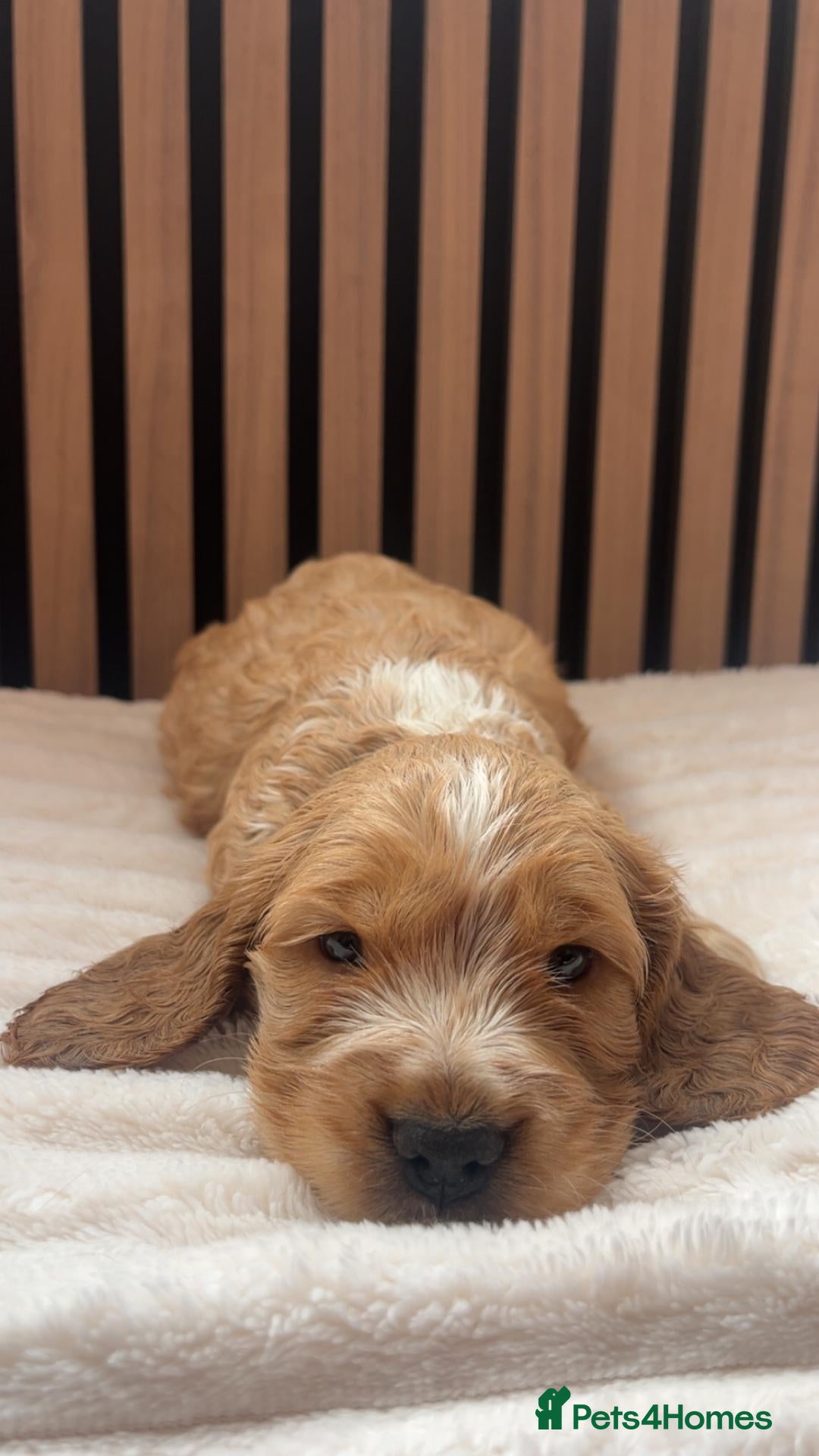 Cocker Spaniel dogs ONLY 3 AVAILABLE Show Type Cocker Spaniels  - Advert 1