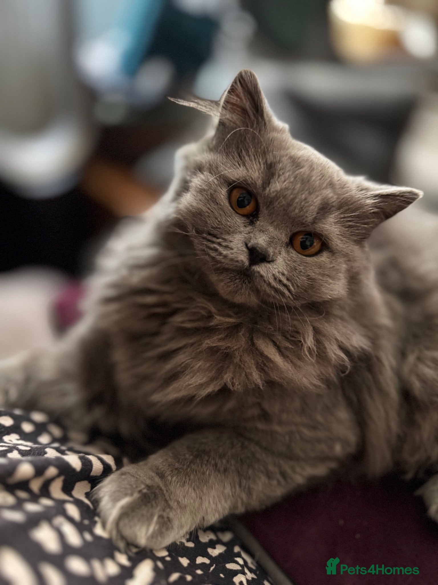 British Longhair cats Beautiful British longhair blue girl ready  - Advert 2