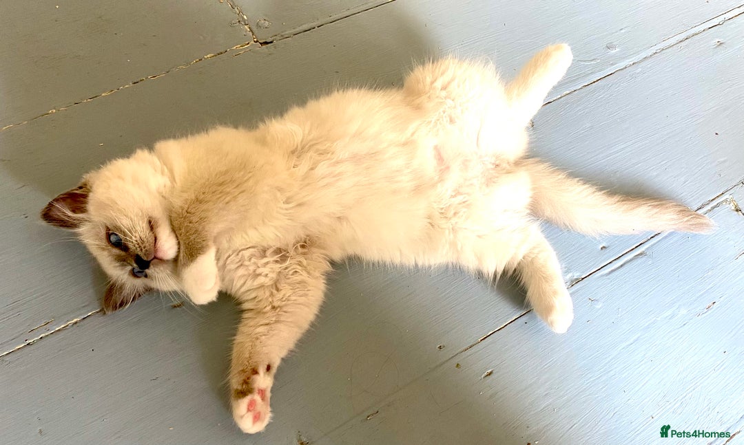 Ragdoll cats for sale: Chunky Pure Mitted Male Ragdoll Kitten - Image 2