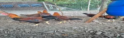 Chickens poultry for sale: LF Welsummer Cockerels  - Advert 1