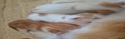 Mixed Breed cats for sale: 7 kittens for sale in Lincoln - Advert 3