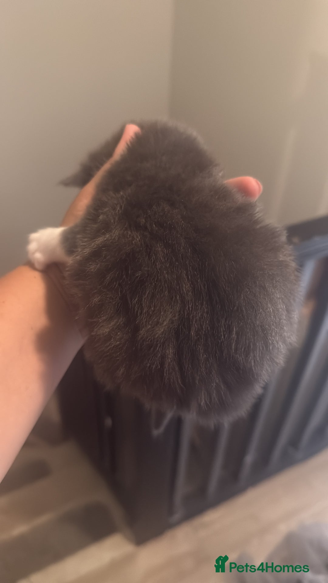 Mixed Breed cats for sale: 3 male kittens looking for new homes  - Image 6