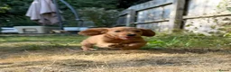 Cocker Spaniel dogs for sale: Male Cocker Spaniel Pup - Advert 7