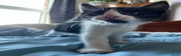Mixed Breed cats for sale: Beautiful Kittens Seeking Loving Forever Homes  - Advert 27