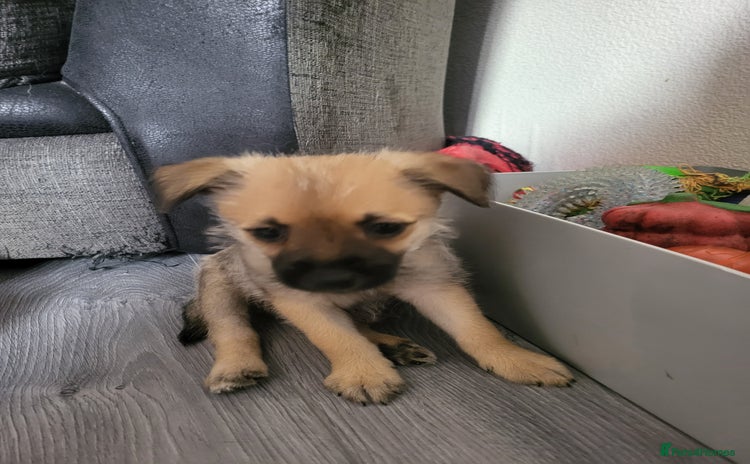 Mixed Breed dogs - Advert 5