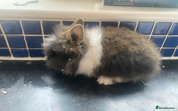 Lionhead rabbits for sale: Gorgeous baby lion heads - Advert 3