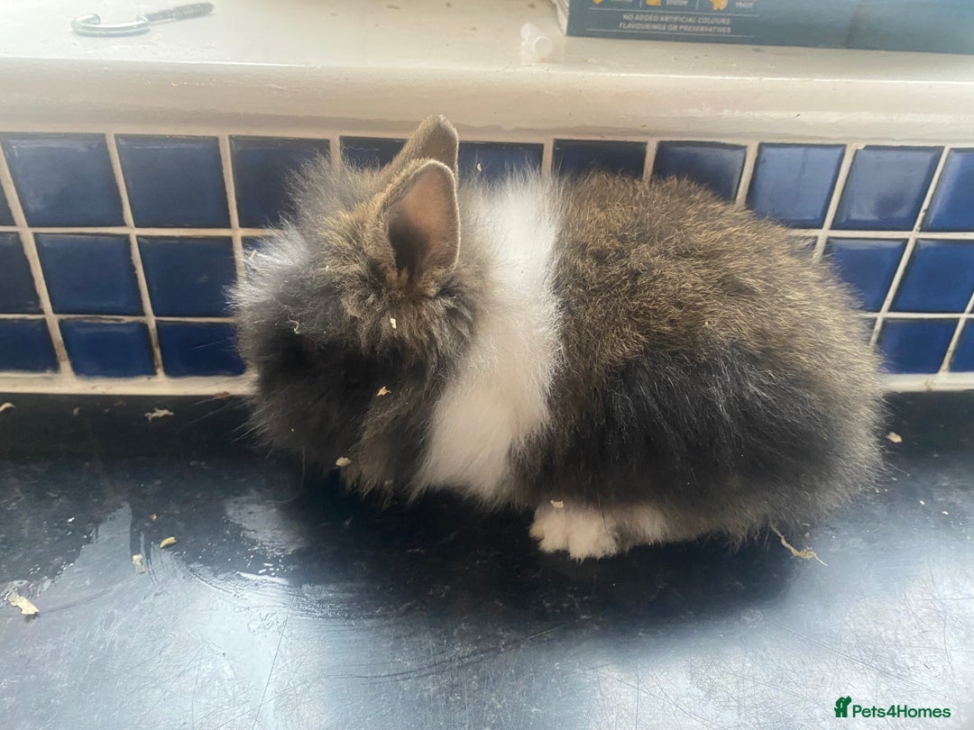 Lionhead rabbits for sale: Gorgeous baby lion heads - Advert 3