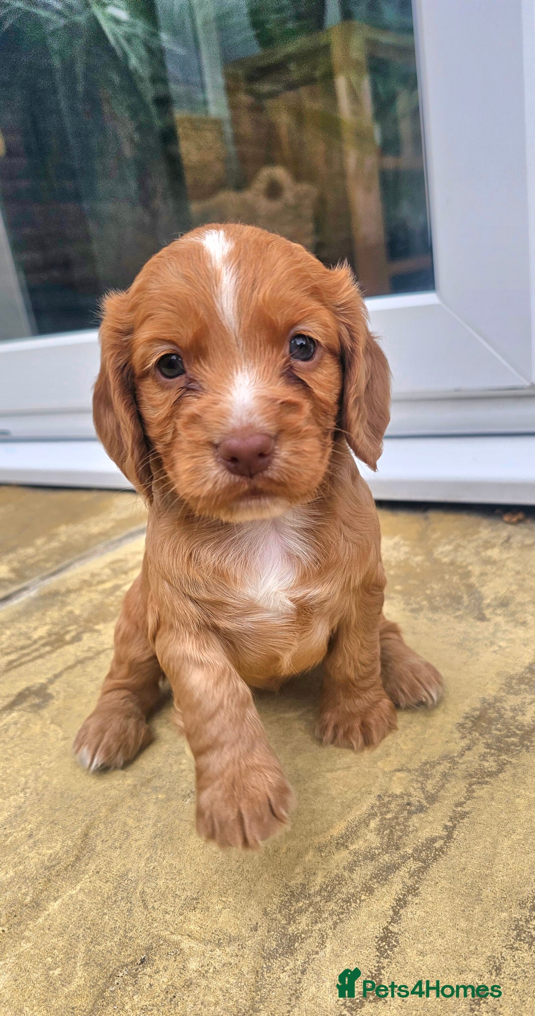Cocker Spaniel dogs for sale: Working cocker puppies - Image 3