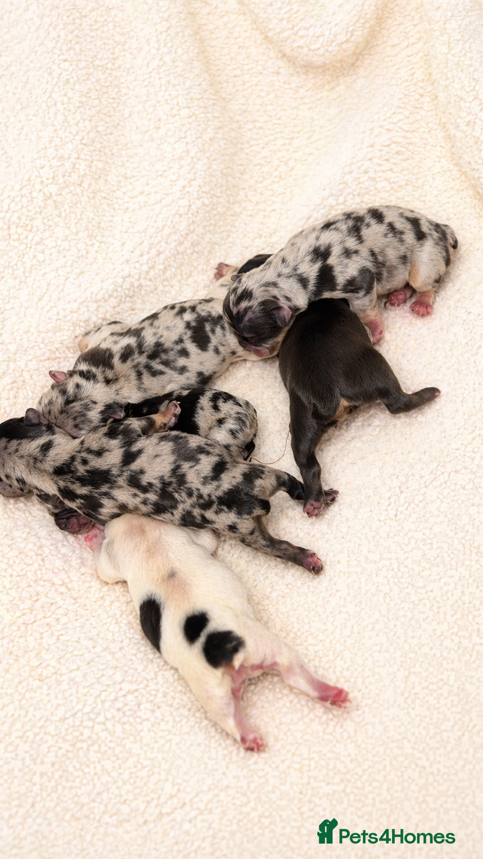 French Bulldog dogs Rare Fluffy French Bulldog Puppies  - Advert 1