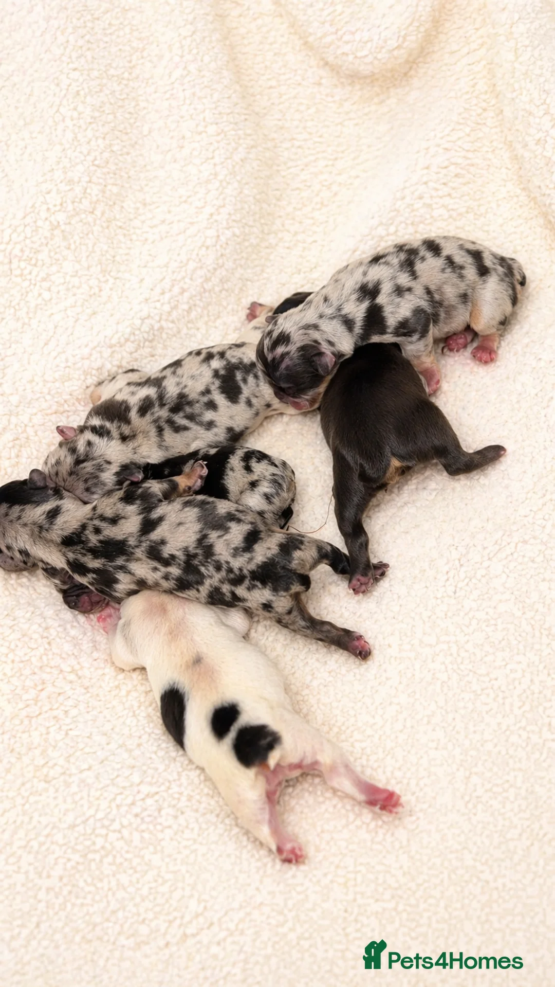 French Bulldog dogs for sale: Rare Fluffy French Bulldog Puppies  - Advert 1