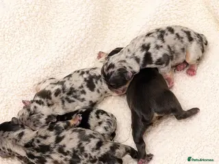 French Bulldog dogs Rare Fluffy French Bulldog Puppies - Advert 1