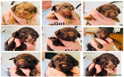 Cockapoo dogs for sale: DNA tested cockapoo puppies ready 27th October - Image 1
