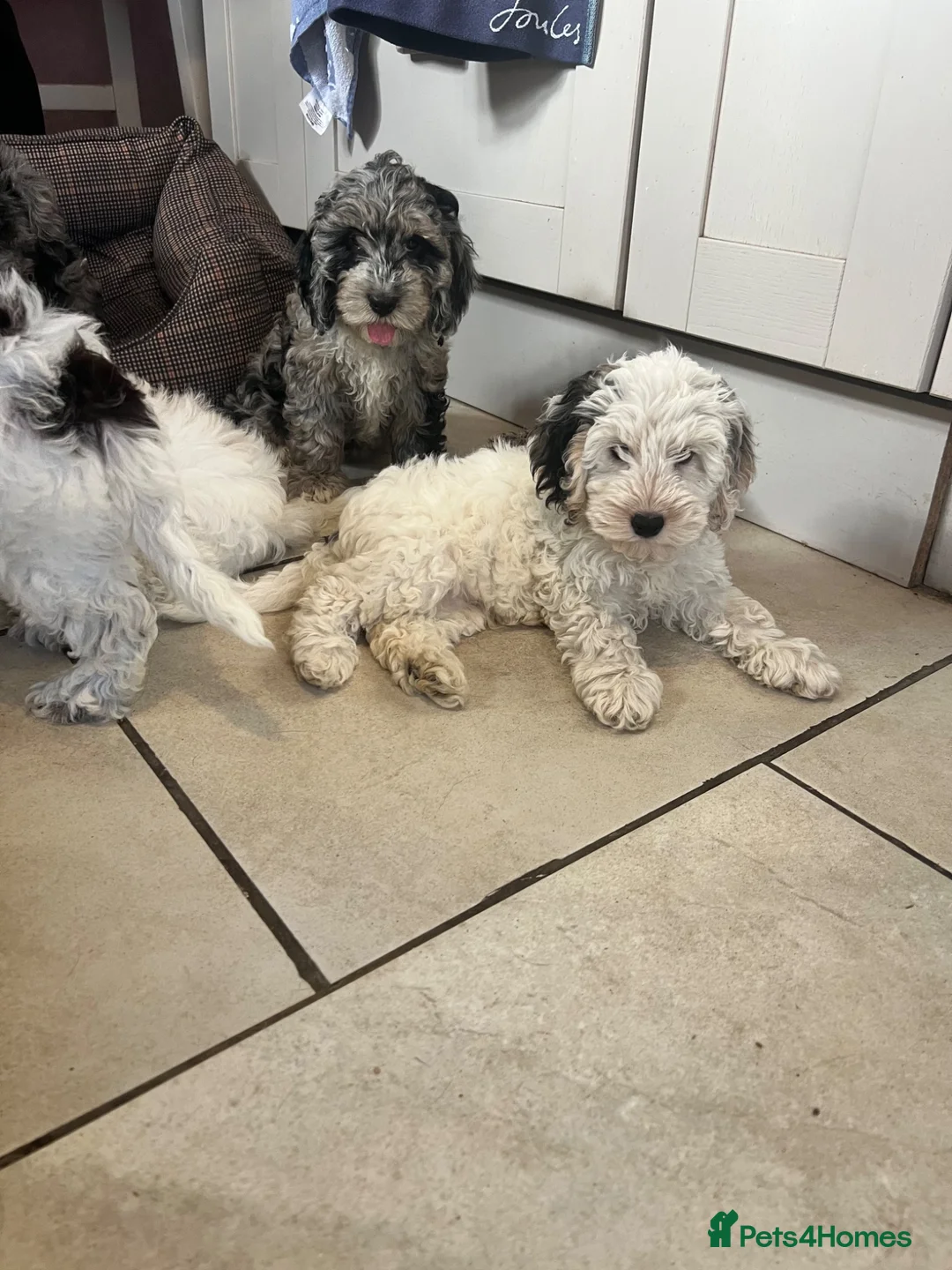 Cockapoo dogs for sale: F1 cockapoo puppies  - Advert 2