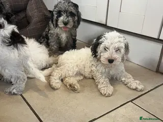Cockapoo dogs F1 cockapoo puppies - Advert 2