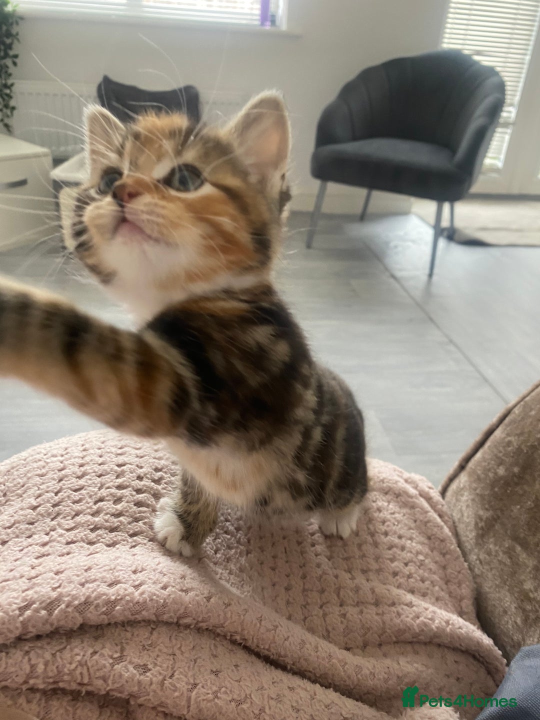 Mixed Breed cats for sale: Cutest kittens  - Image 7