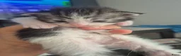 Maine Coon cats for sale:  maincoon kittens  - Advert 1