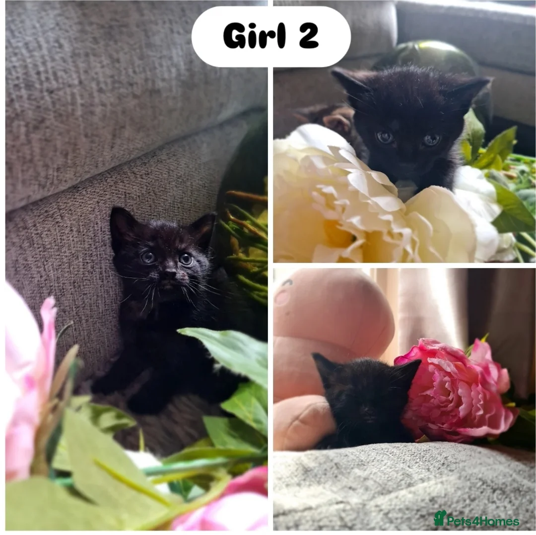 Mixed Breed cats for sale: 3mixed breed kittens and 1 purebreed Bombay kitten - Advert 2