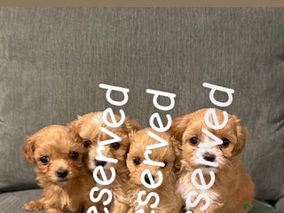 Maltipoo dogs Beautiful tiny F1 Asian Maltipoo puppies - Advert 13